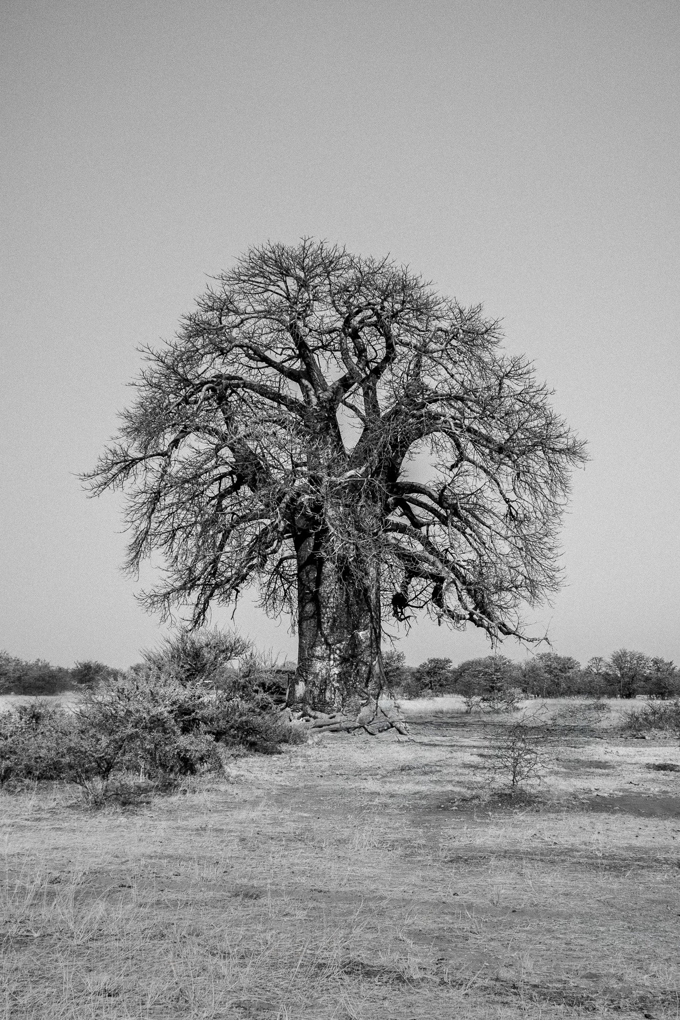 19. Baobab.Elephant Sands.jpg