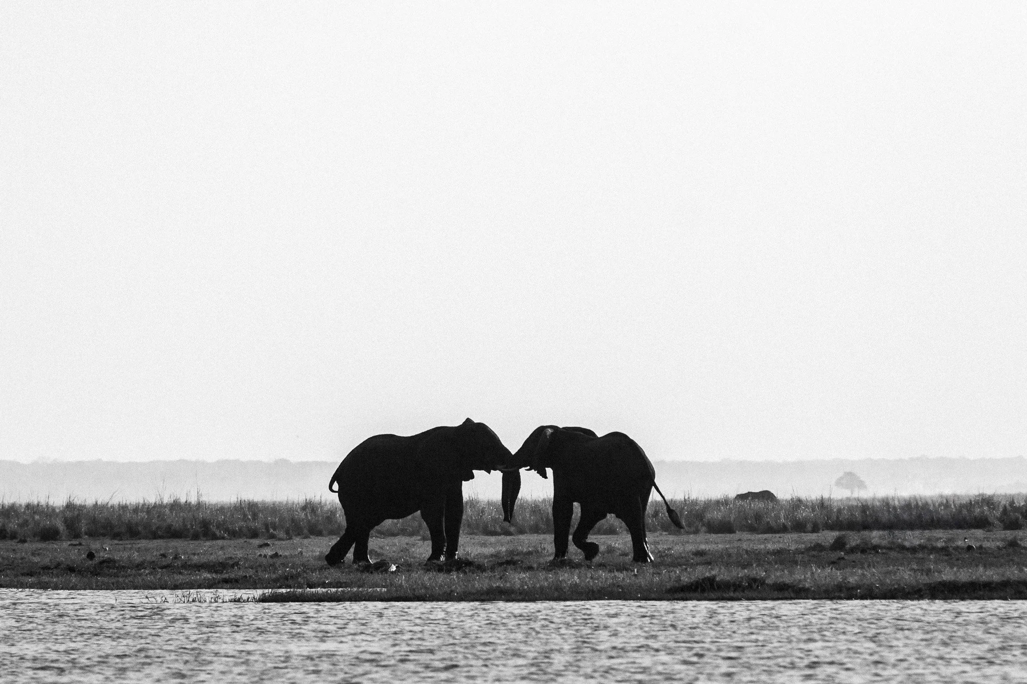 85. Saludo elefantes. P.N. Chobe.jpg