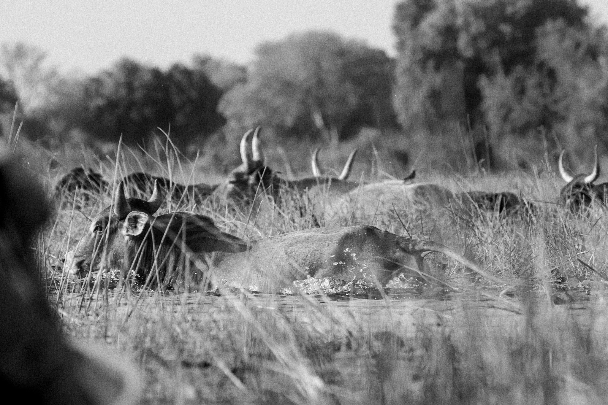 52. Ganado 2. Delta del Okavango_.jpg