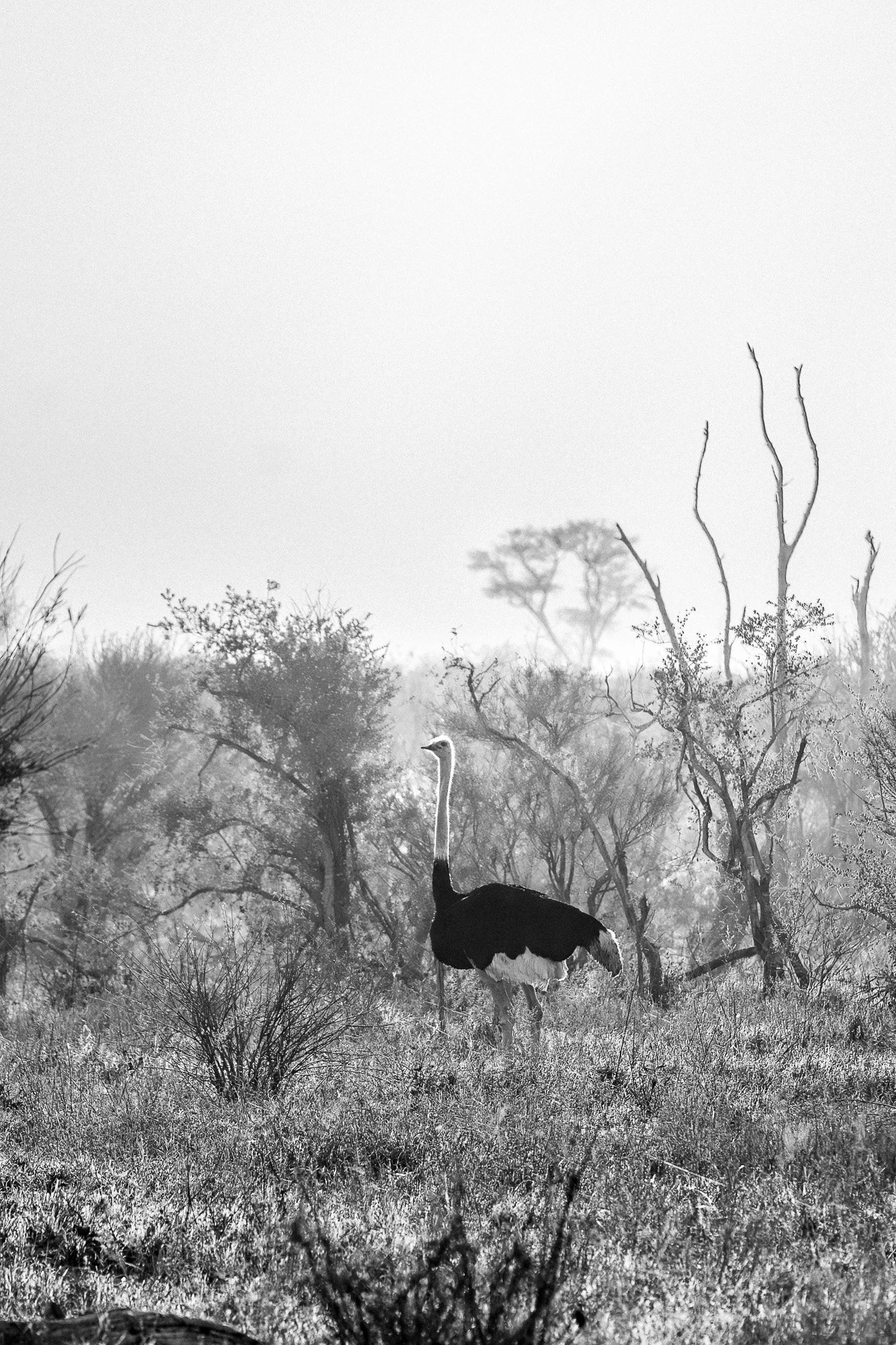 16. Avestruz.Elephant sands.jpg