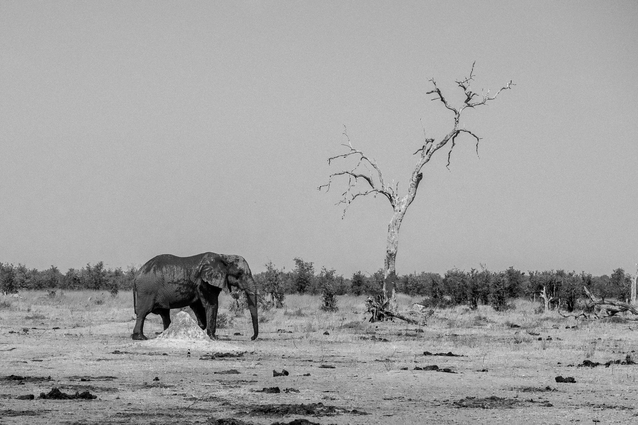 79. Elefante arbol. Moremi.jpg
