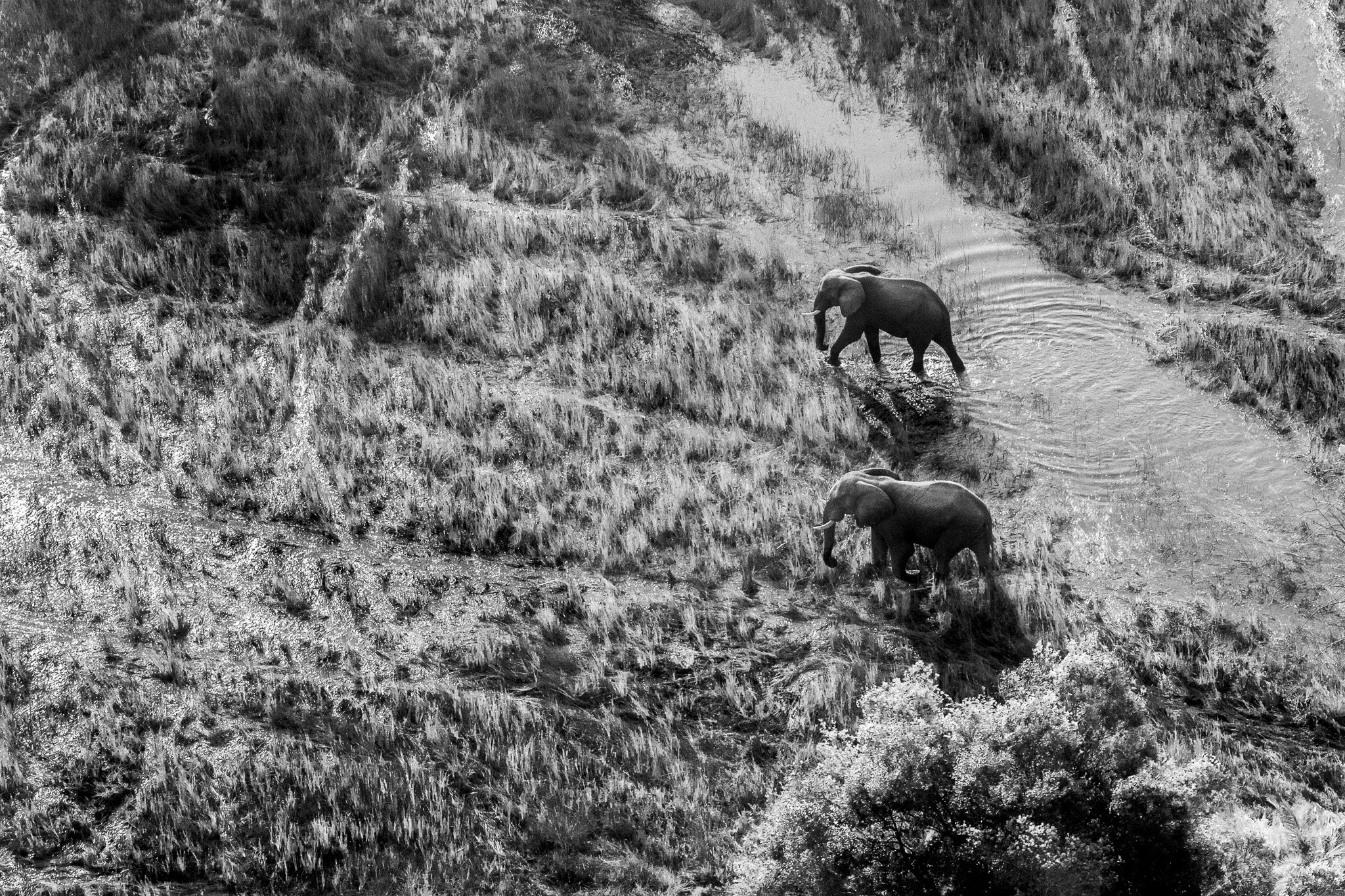TIERRA DE ELEFANTES