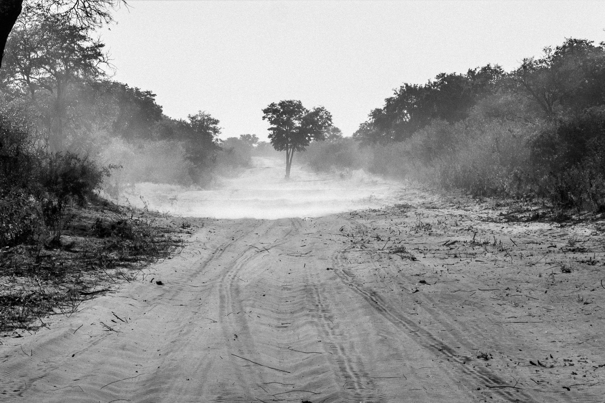 84. Caminos de Savuti.jpg