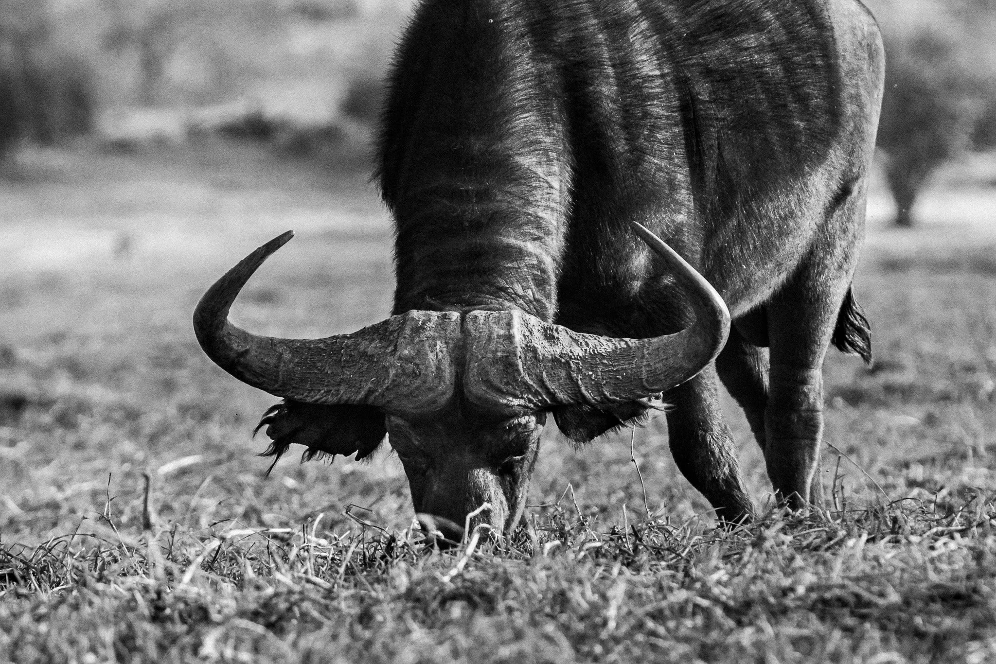 86. Bufalo. P.N. Chobe.jpg