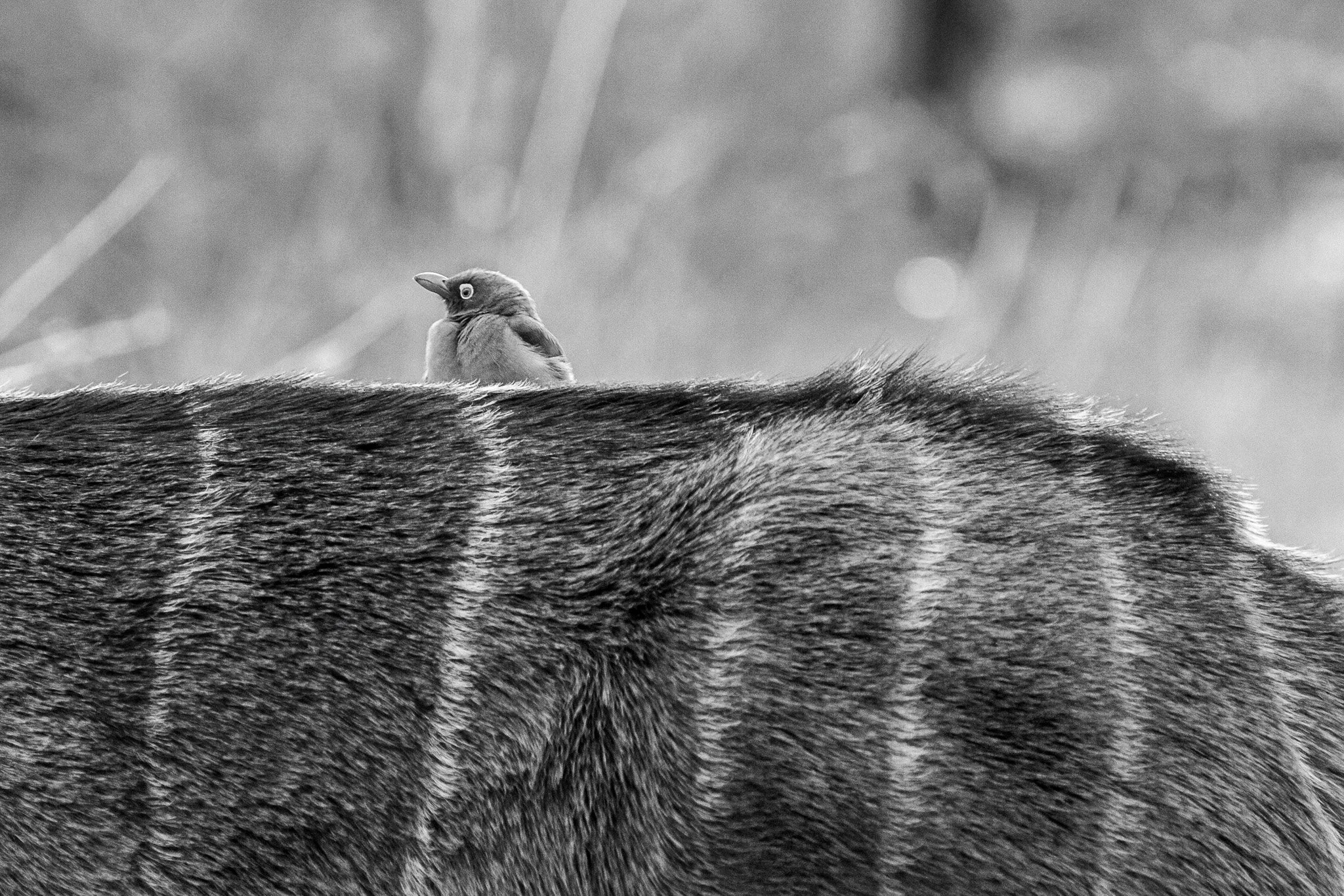 8. Picabueyes.P.N. Chobe.jpg