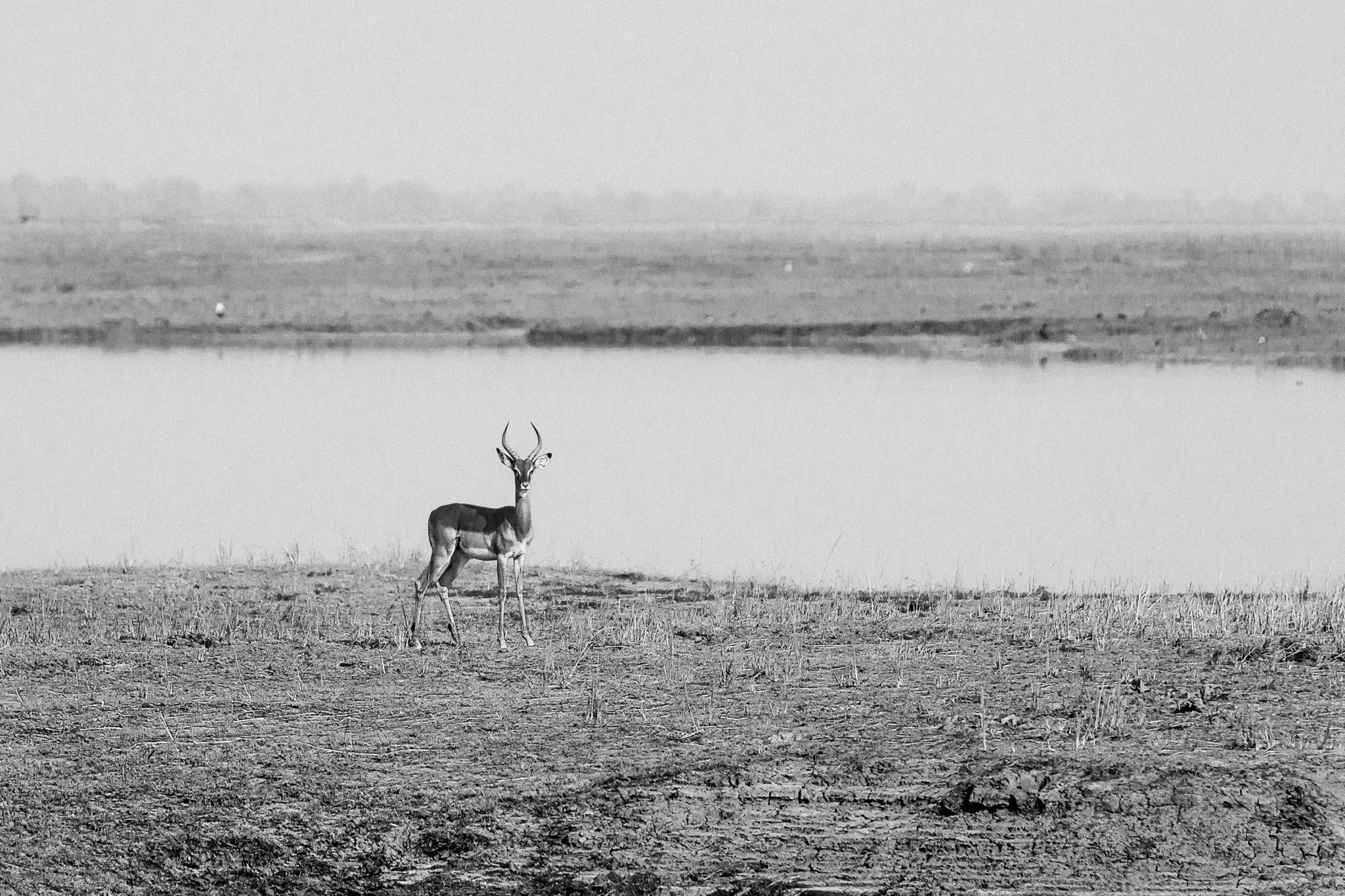13. Impala.P.N. Chobe.jpg