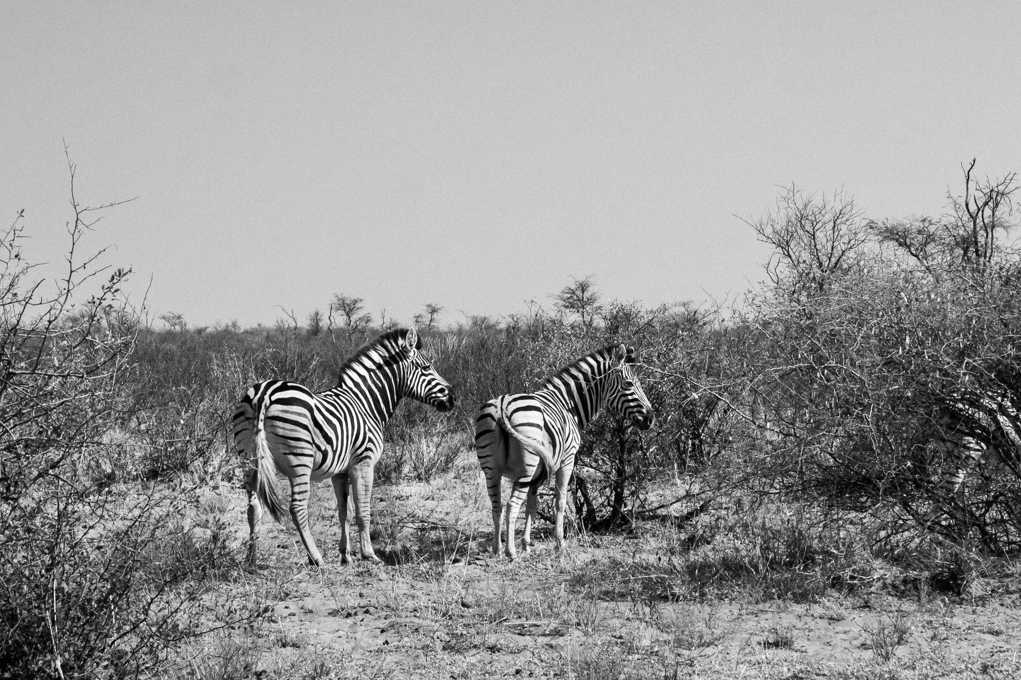 28. Cebras. P.N.Makgadikgadi_.jpg