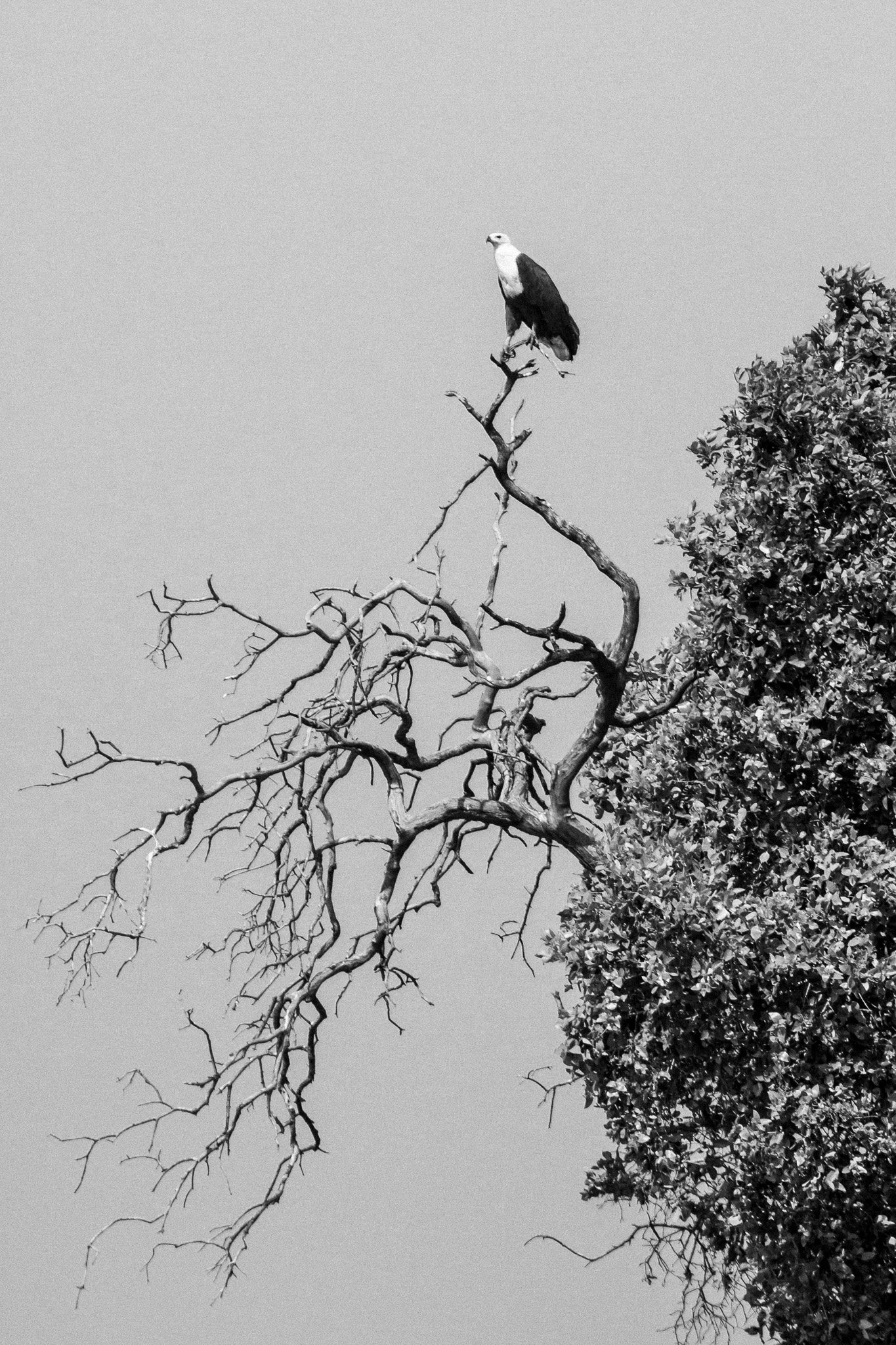 48.Aguila Pescadora 2.Delta del Okavango_.jpg