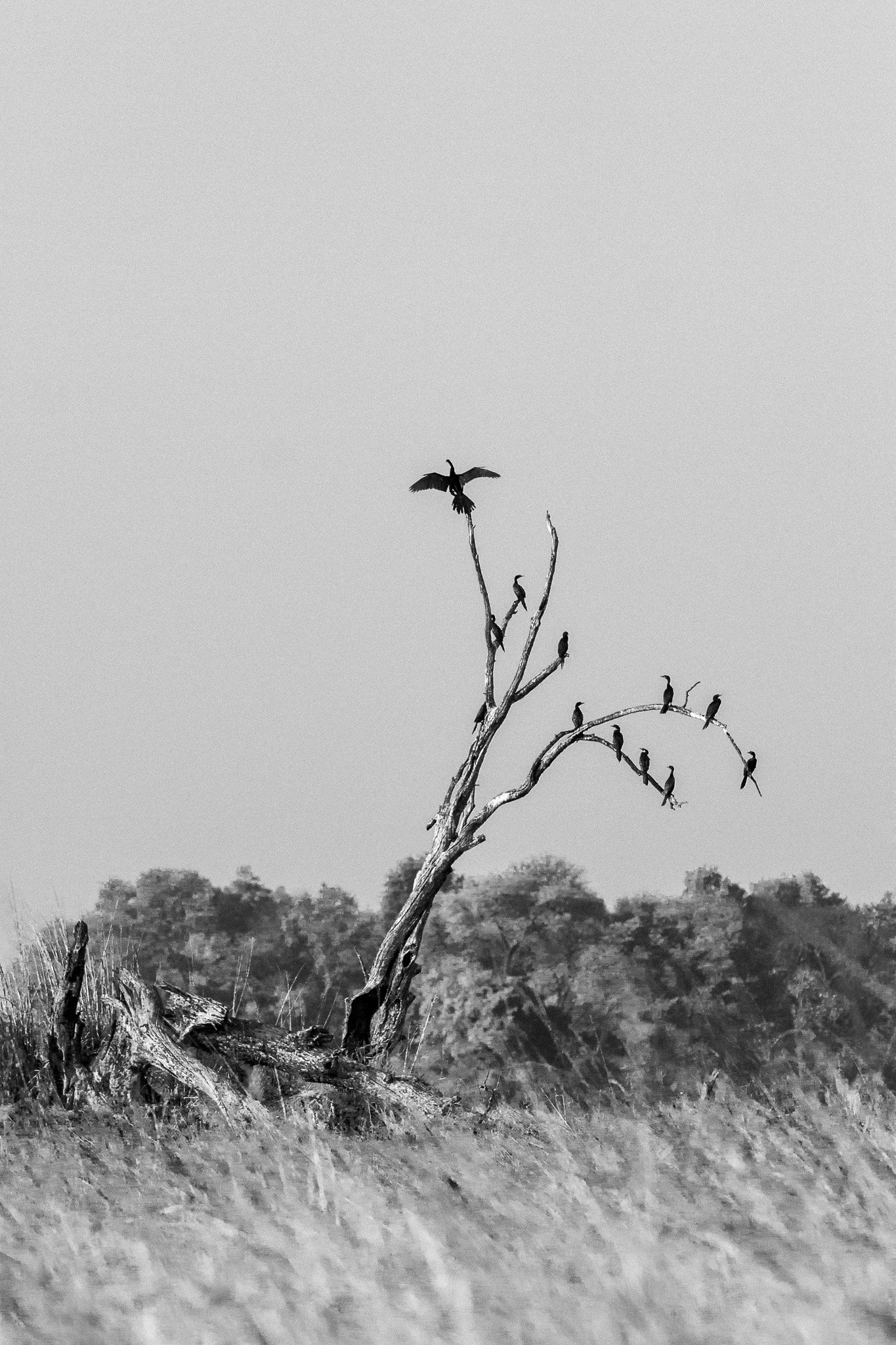 51. Cormoranes. Delta del Okavango_.jpg