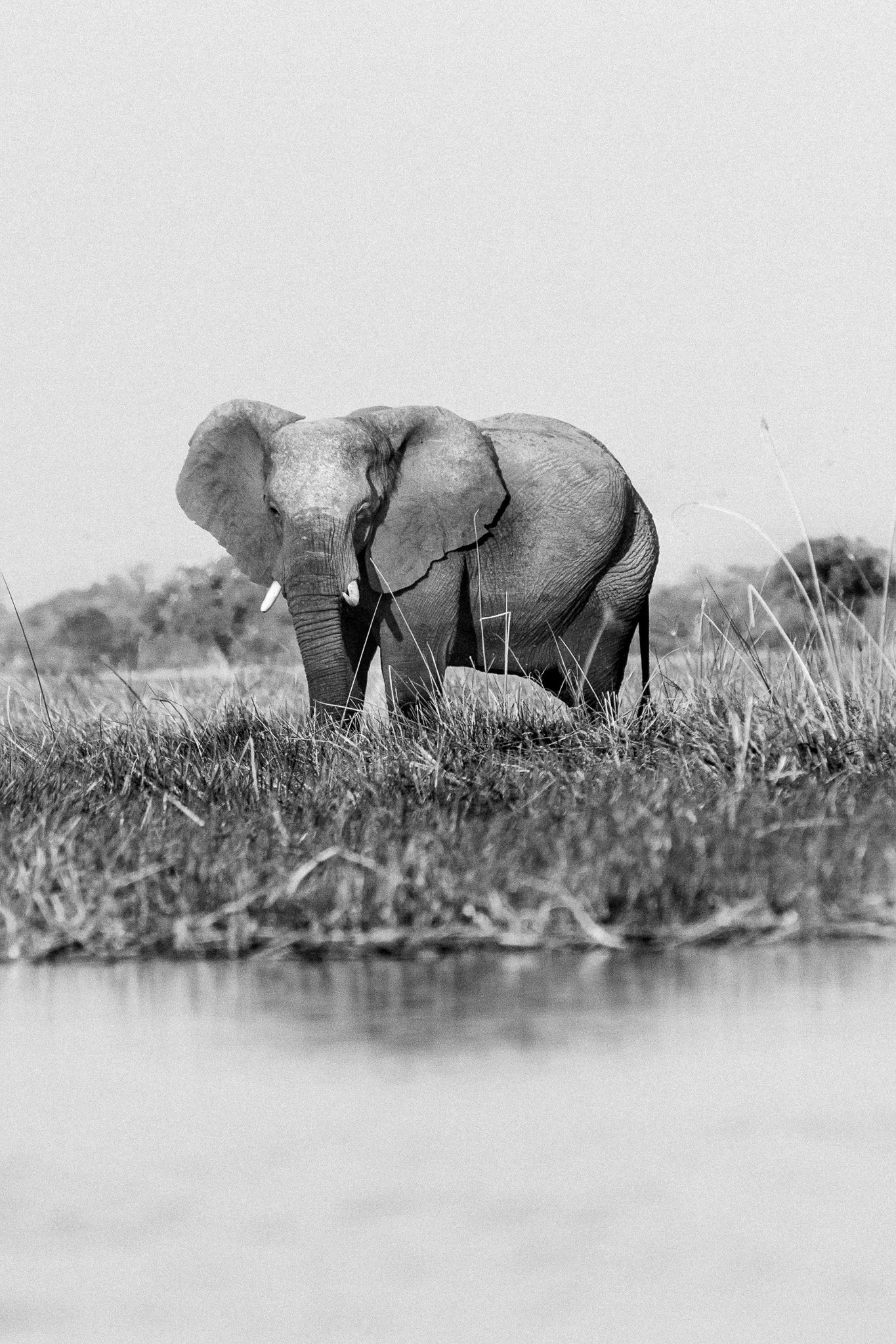55. Elefante. Delta del Okavango_.jpg
