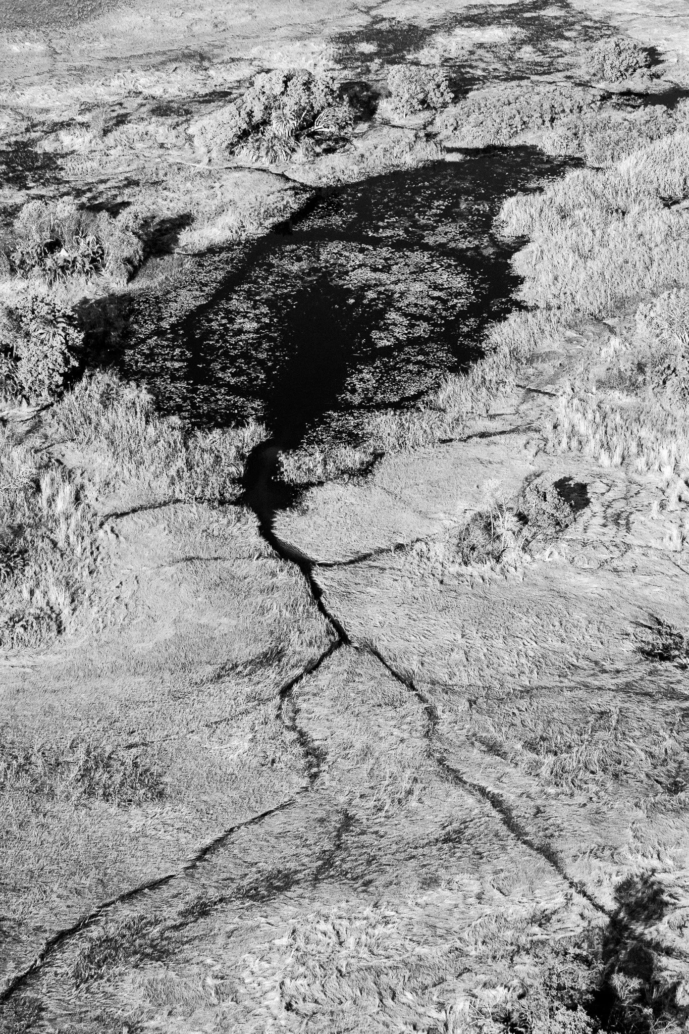 32. Delta del Okavango 3.jpg
