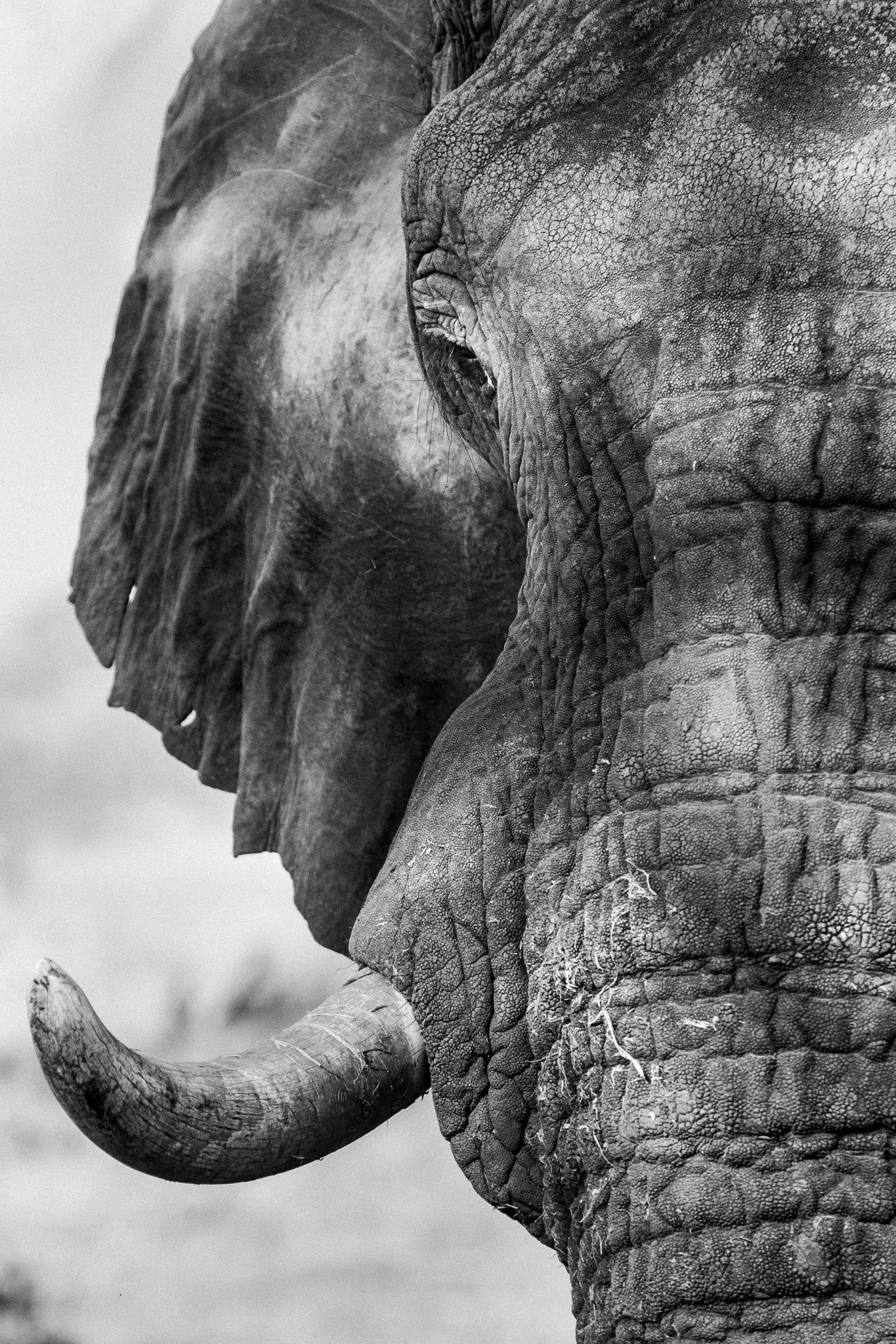 71. Rostro elefante. Moremi.jpg
