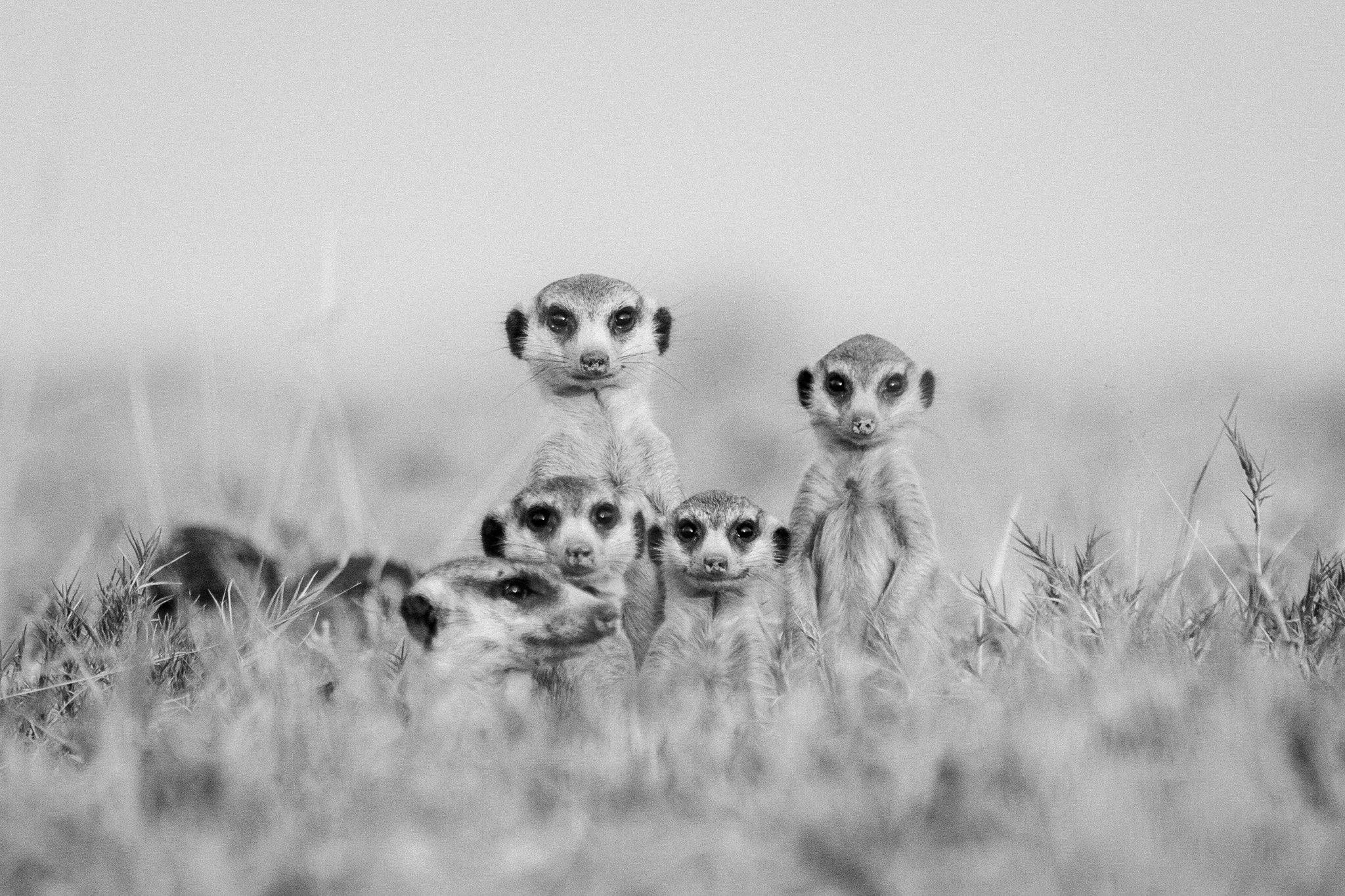 21.Familia Suricata.P.N.Makgadikgadi.jpg