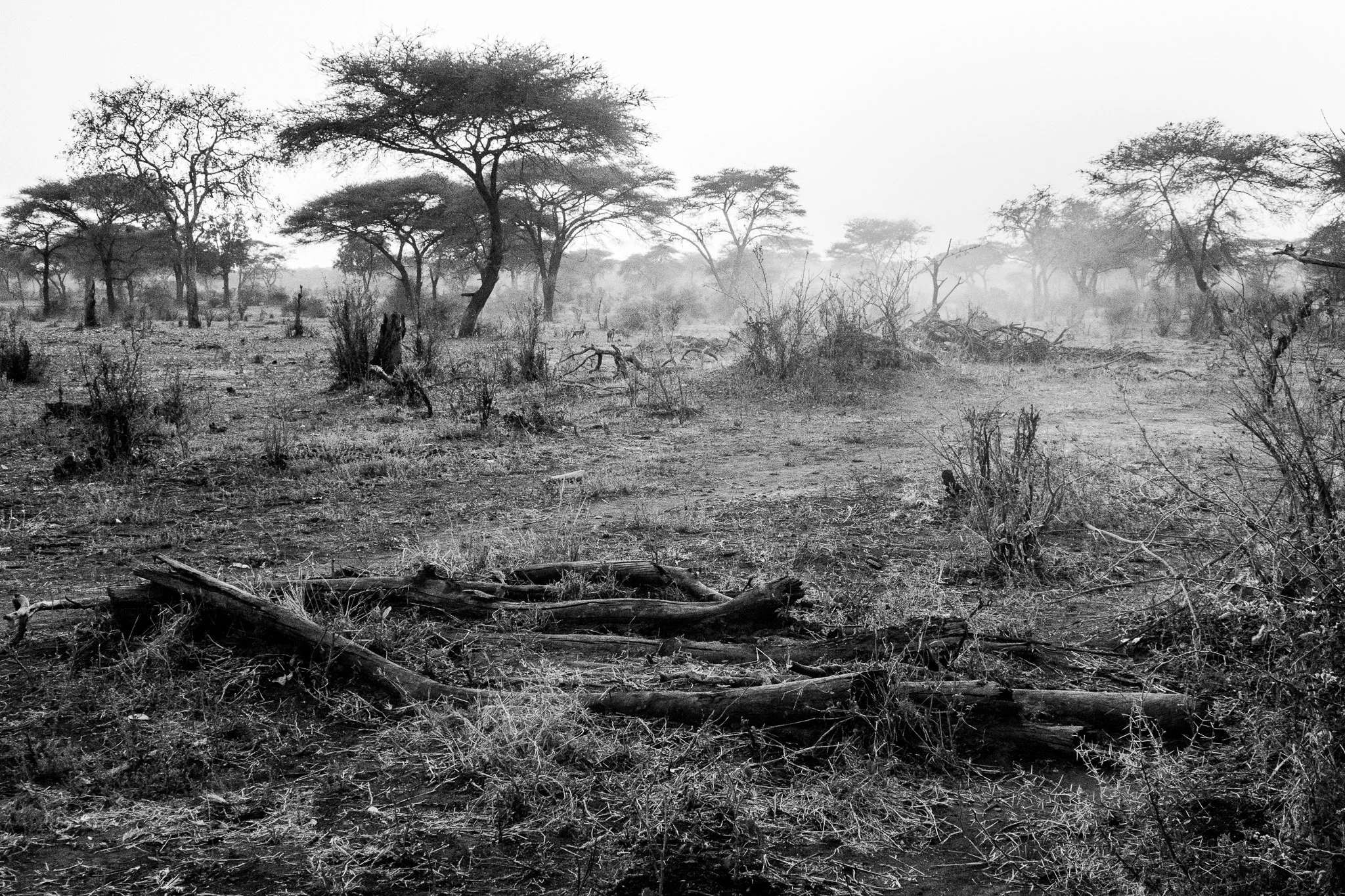 9. Bosque de Acacias..P.N. Chobe.jpg