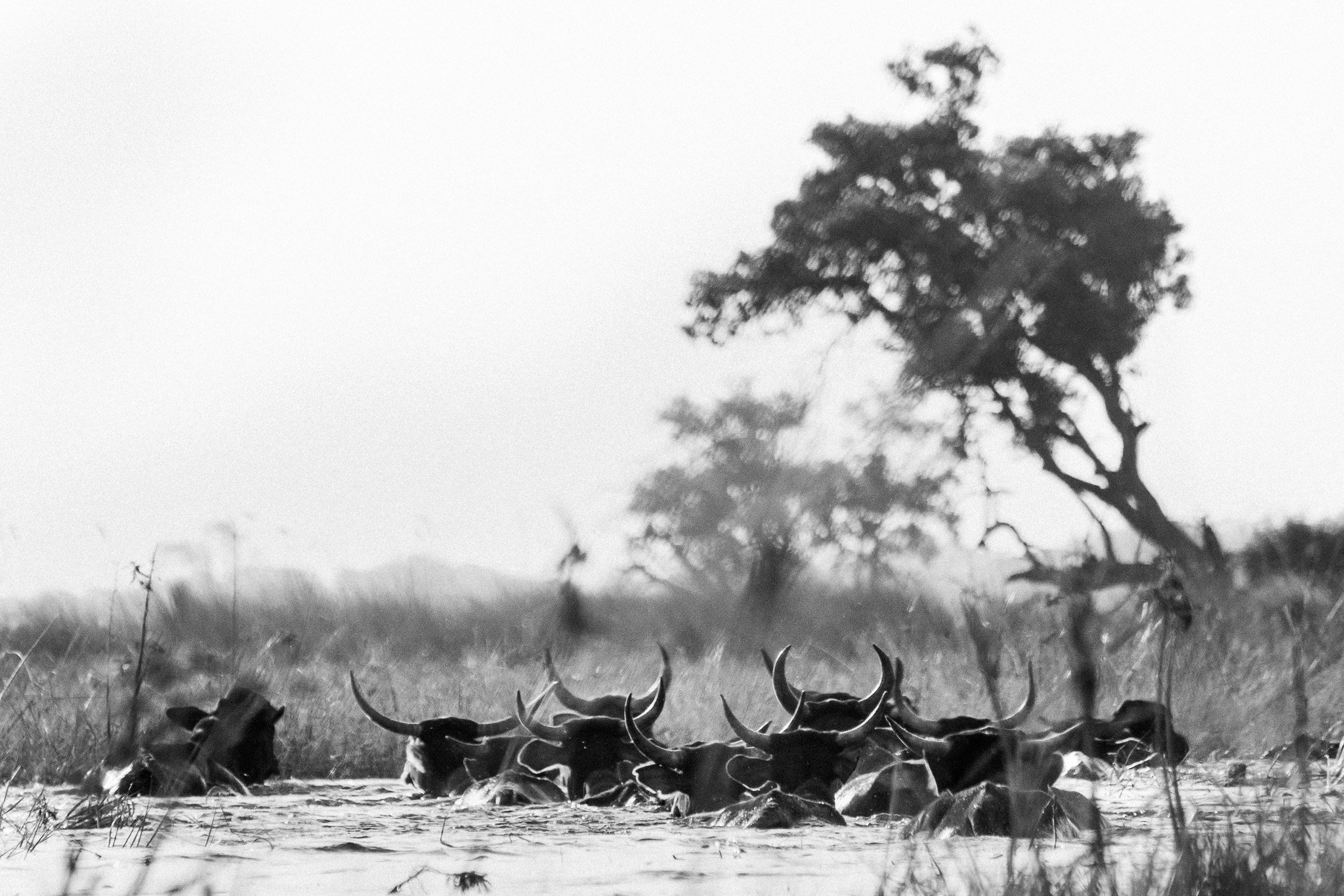 54. Ganado 4. Delta del Okavango_.jpg