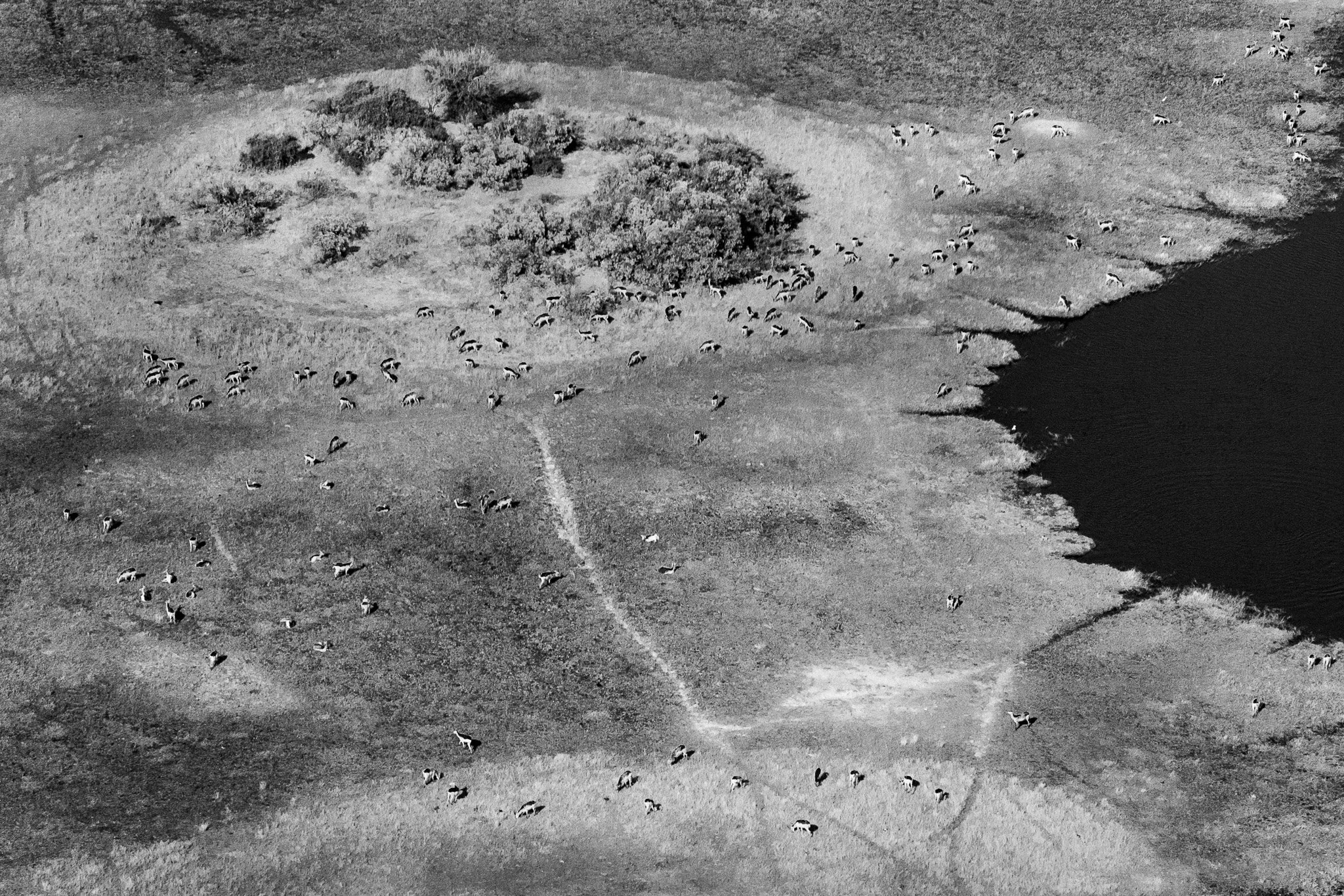 61. Delta del Okavango 12.jpg