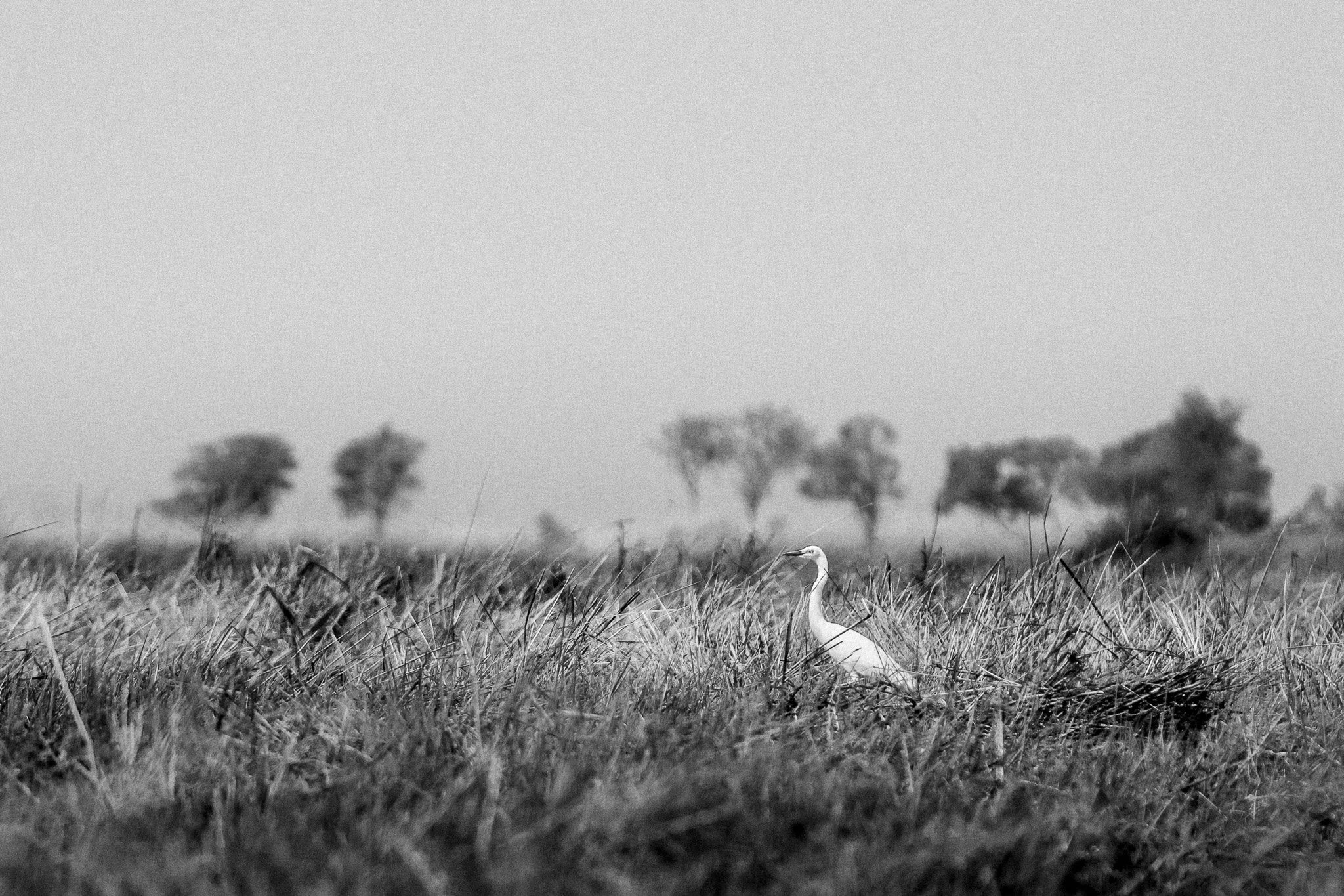 47. Garza Blanca .Delta del Okavango_.jpg