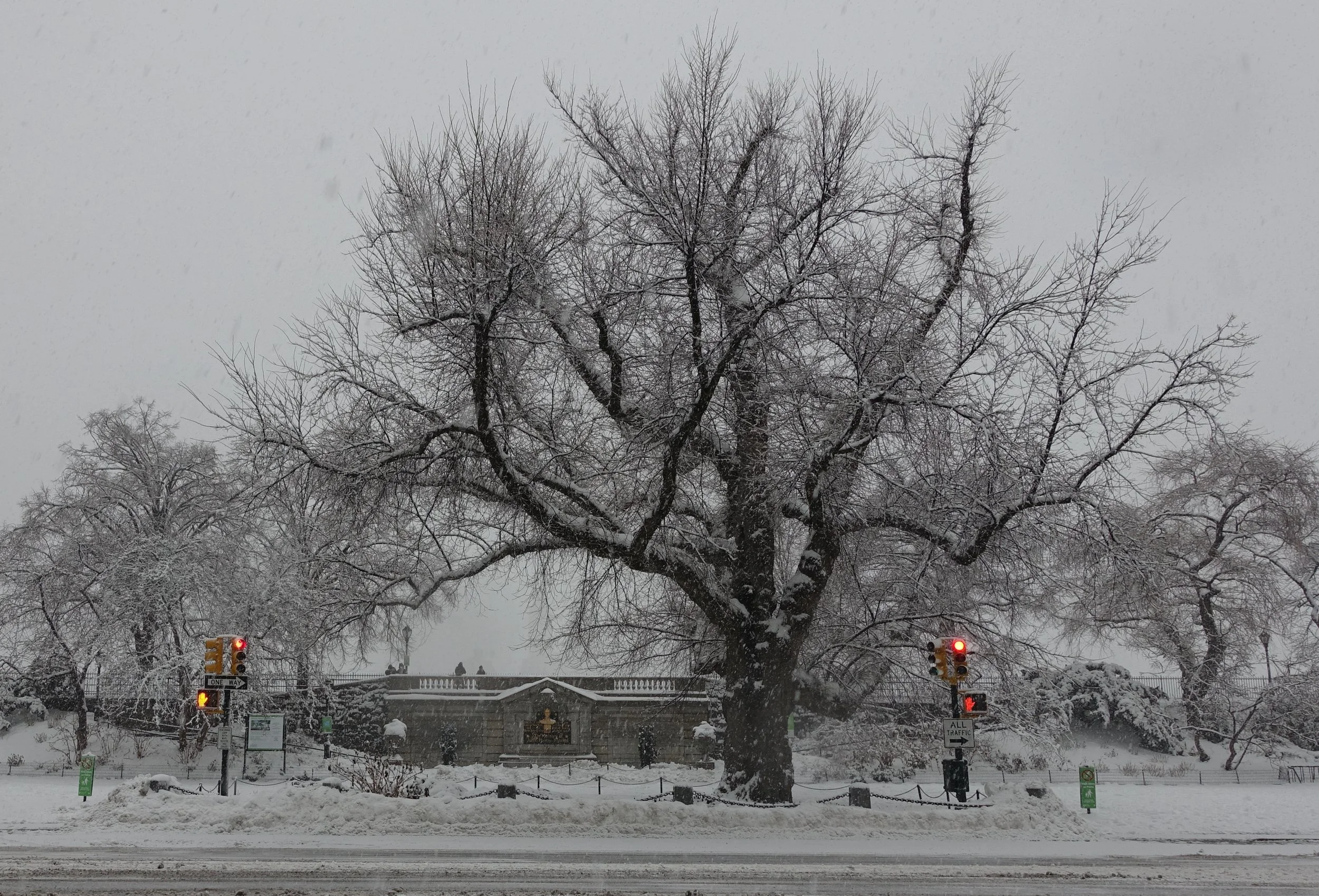 Snow in Central park.jpg