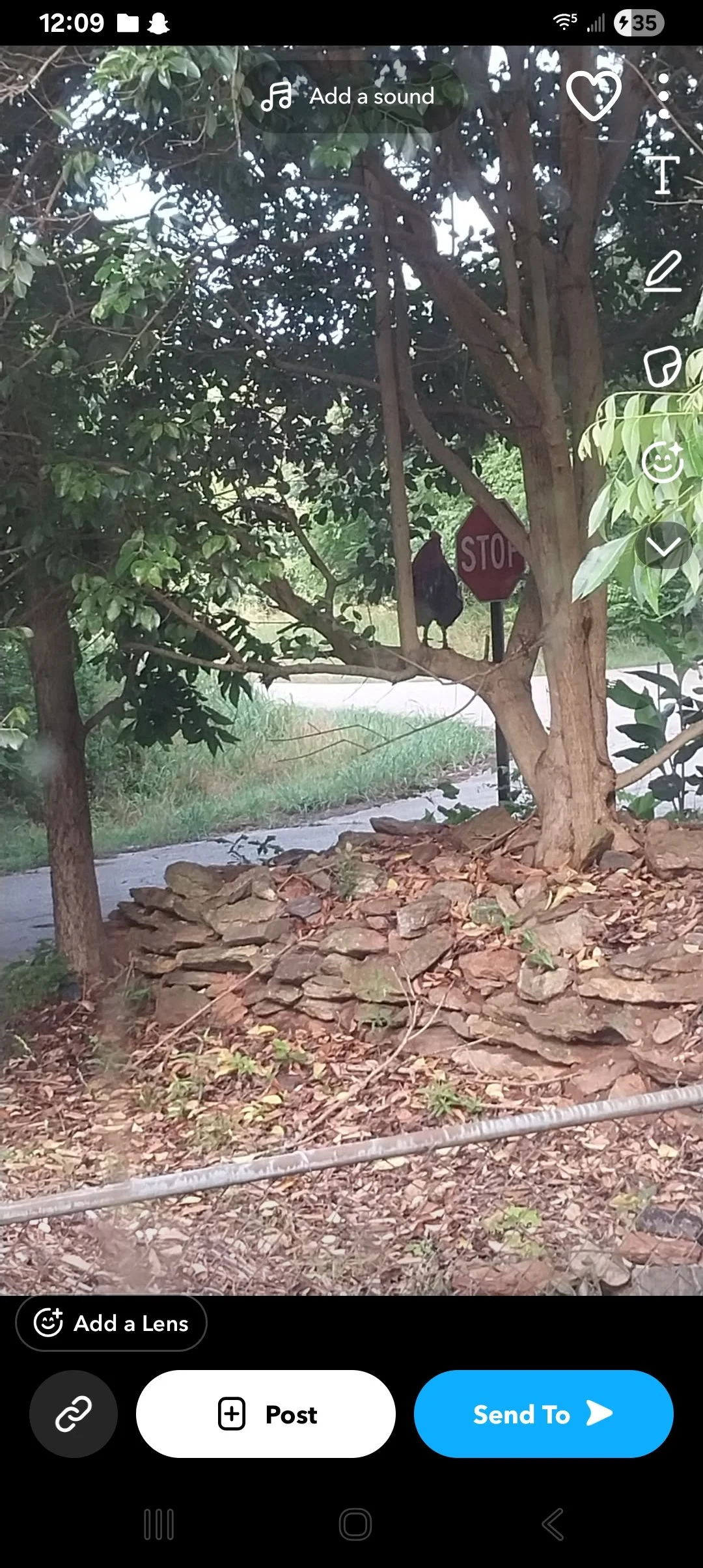 A tree with green leaves beside a stop sign on a sidewalk with rocky mulch at its base. A black bird is perched on a branch near the stop sign.