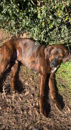 A brown dog standing outdoors on soil next to a fence and green bushes.