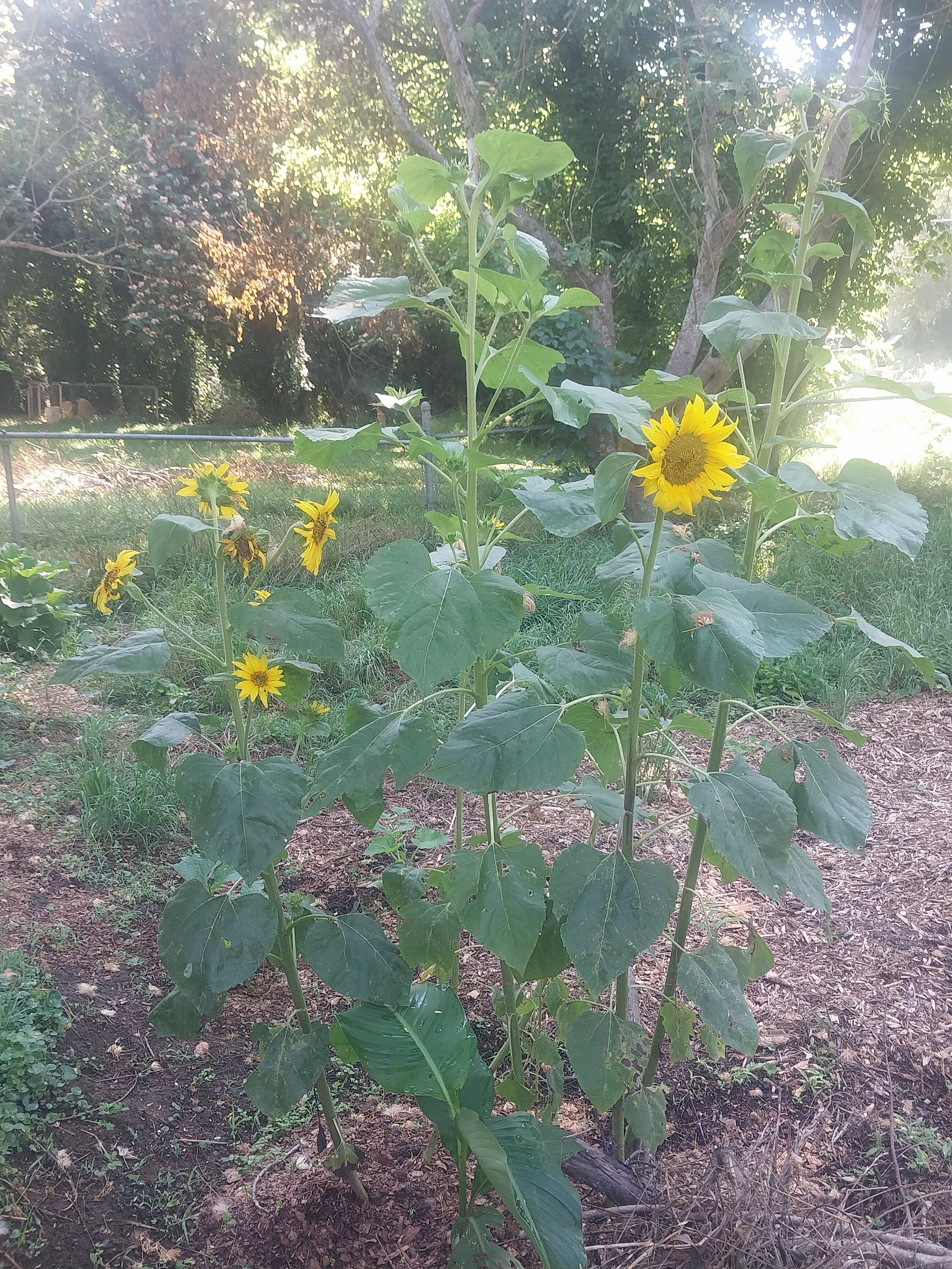 Sunflower plant with yellow flowers and broad green leaves in a garden with trees and sunlight in the background.