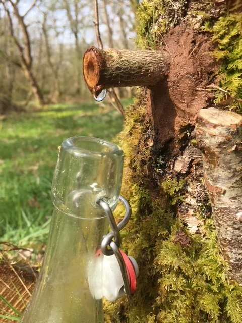 sap tapping
