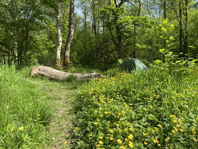 A small tent pitched in the woods