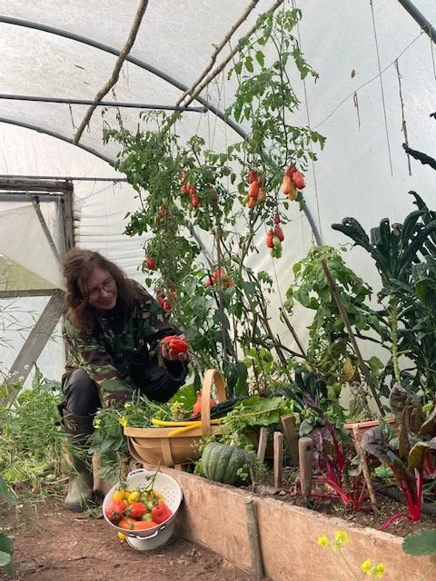 A woman harvesting tomatoes in a polytunnel