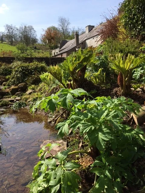 A pond-view of Gorsddu