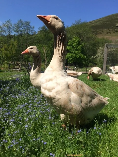 Resident geese