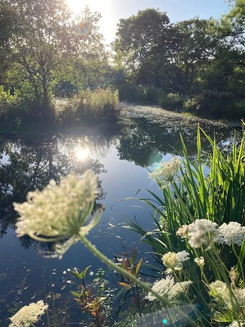 A view of the lake with dappled sunshine and wild flowers