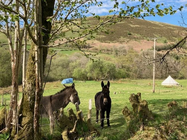 Donkeys looking over the fence with a tent in the background