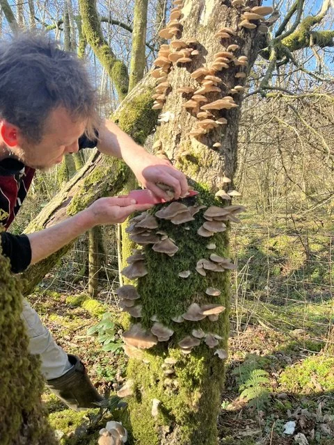 Foraging fungi in the woodland