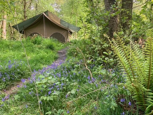 A safari tent surrounded by bluebells