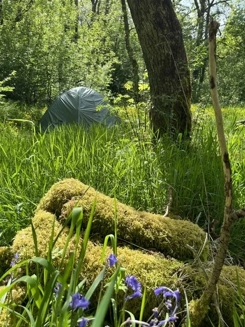 A small tent pitched in the woods