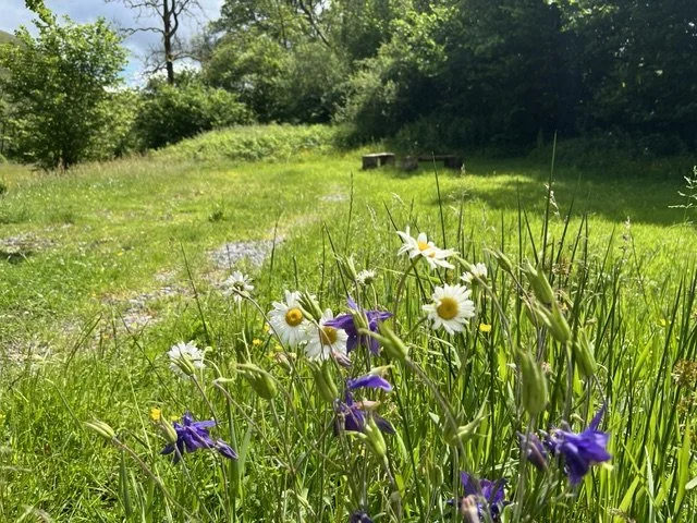 The greenlane campervan pitch with wild flowers
