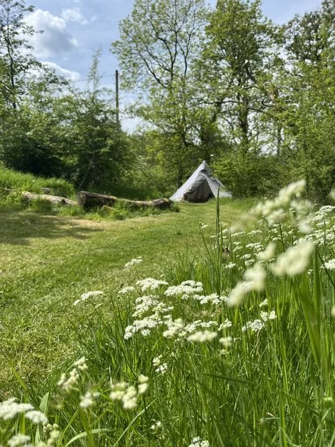 A bell tent pitched at the edge of woods and glade field
