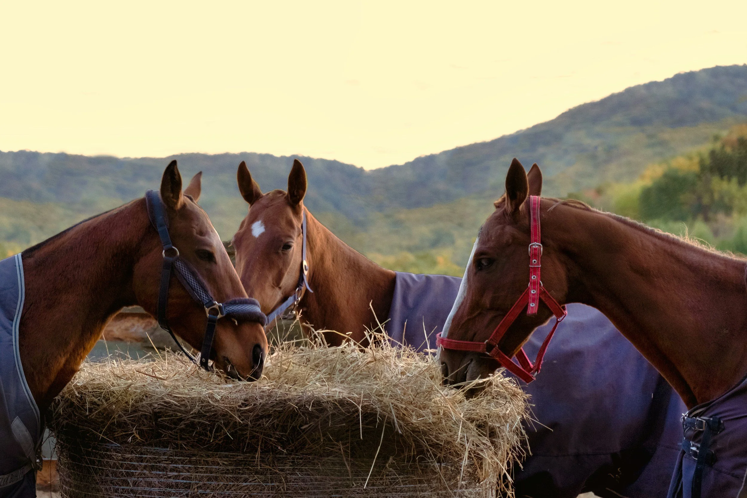 Generic horses as bale of hay.