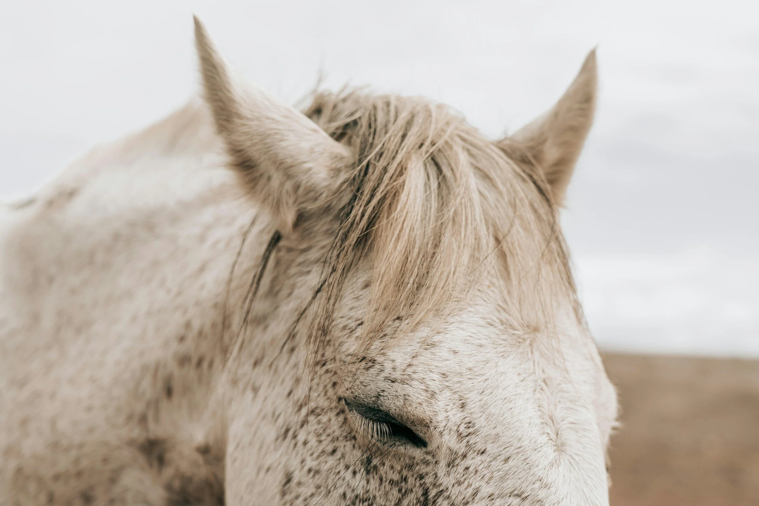 Close-up of a white horse with light brown spots.