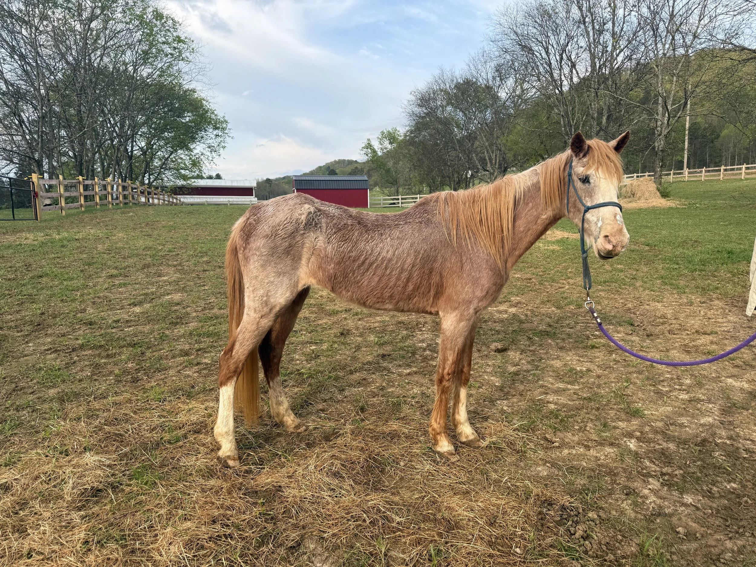 Horse in poor condition at intake (Sundrop)