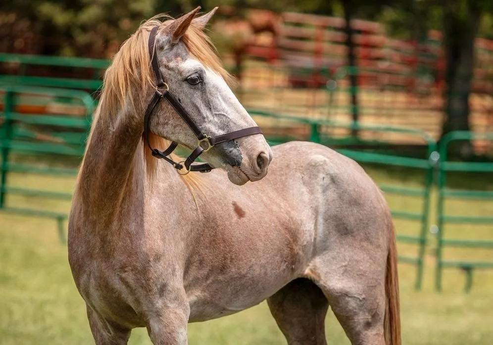 Horse in health condition after rehab period (Sundrop)