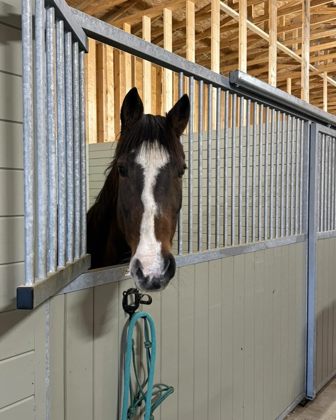 Generic horse with head outside stall door.
