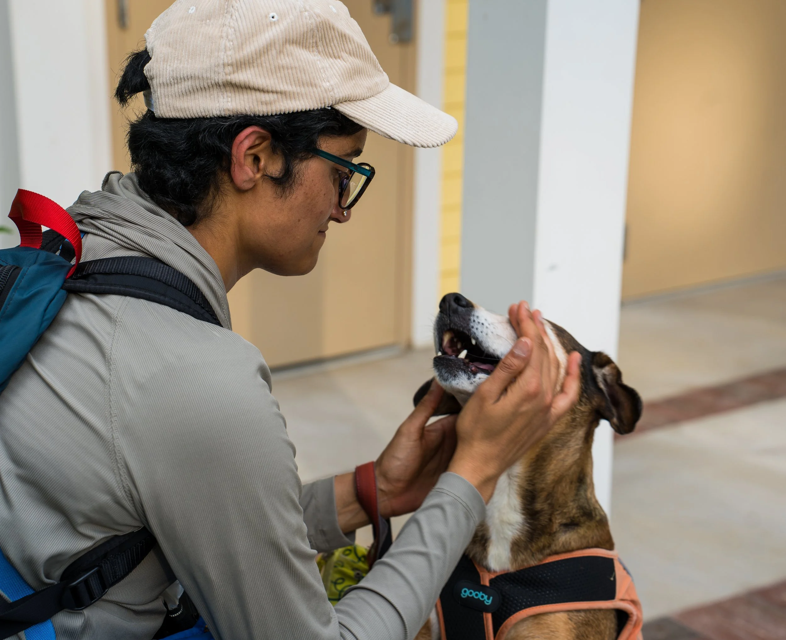 DOGumentary Adventure