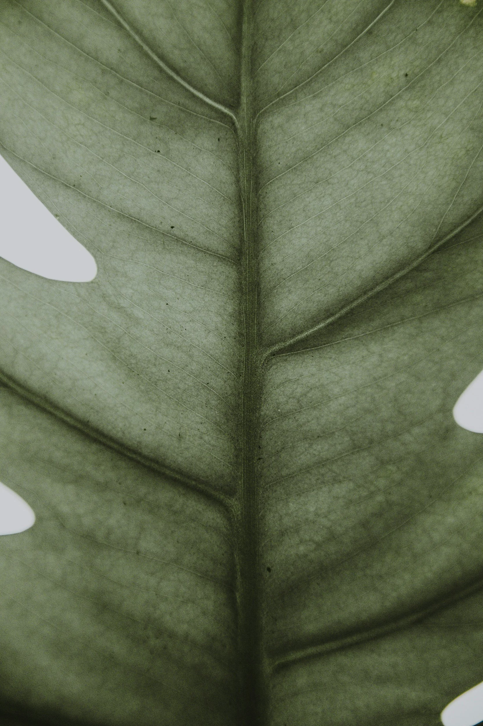 Close-up image of the bottom side of a green leaf showing detailed veins and texture.