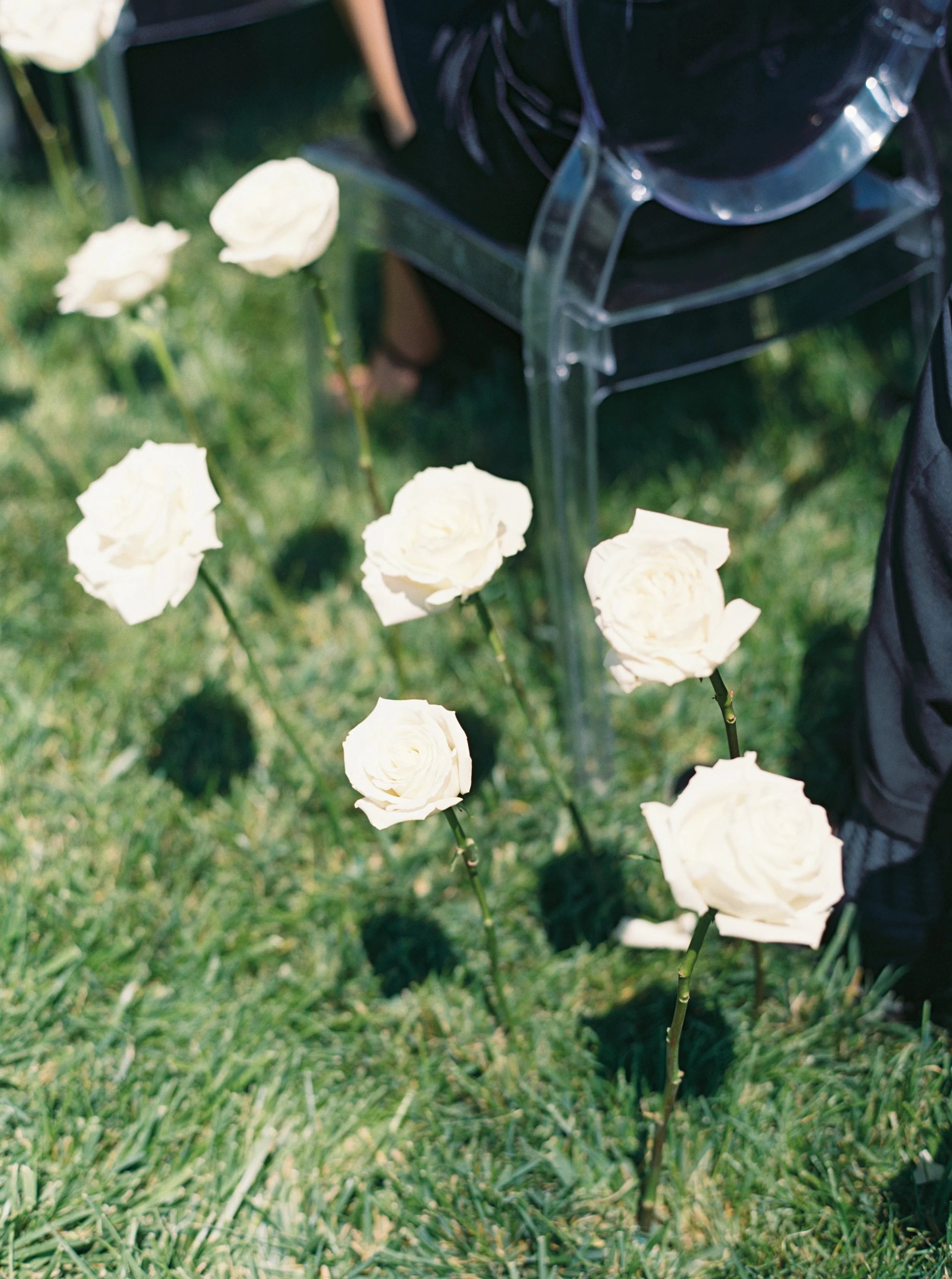 A group of white roses planted in a grassy area near clear plastic chairs.