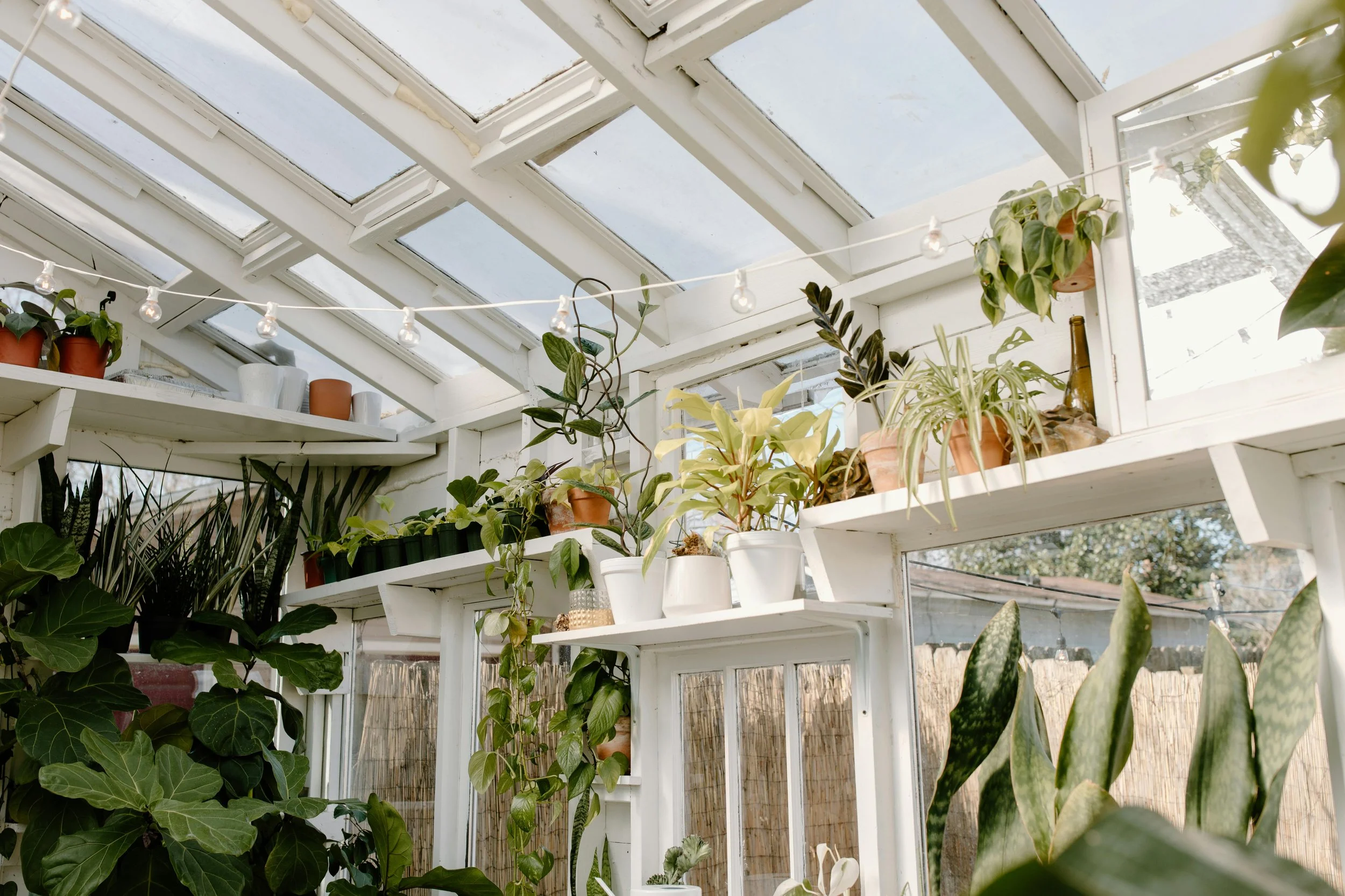 Interior of a greenhouse with white shelves filled with various potted plants and hanging plants, skylight windows overhead allowing sunlight.