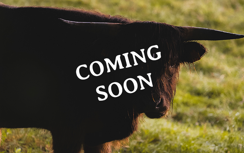 Highland cow with a "Coming soon" sign: Le Kiosque, the next Ursule Escape venue, is on its way.