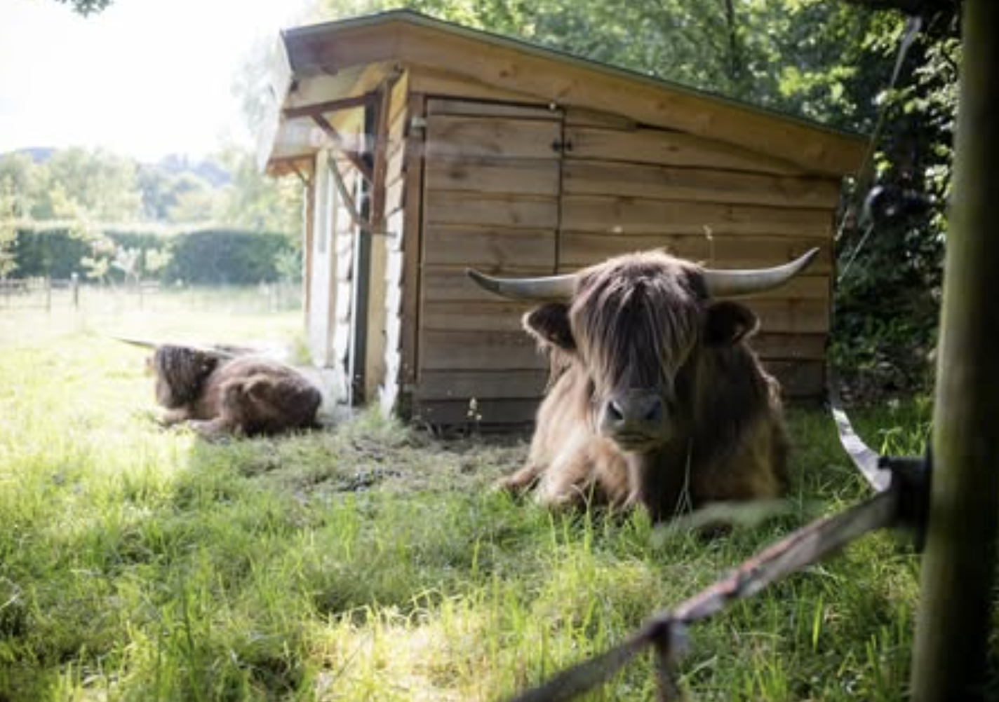 Highland cow resting in the sun by a wooden shelter, part of the rural charm near Wavre.