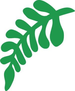 Green tropical leaf or fern with multiple leaflets