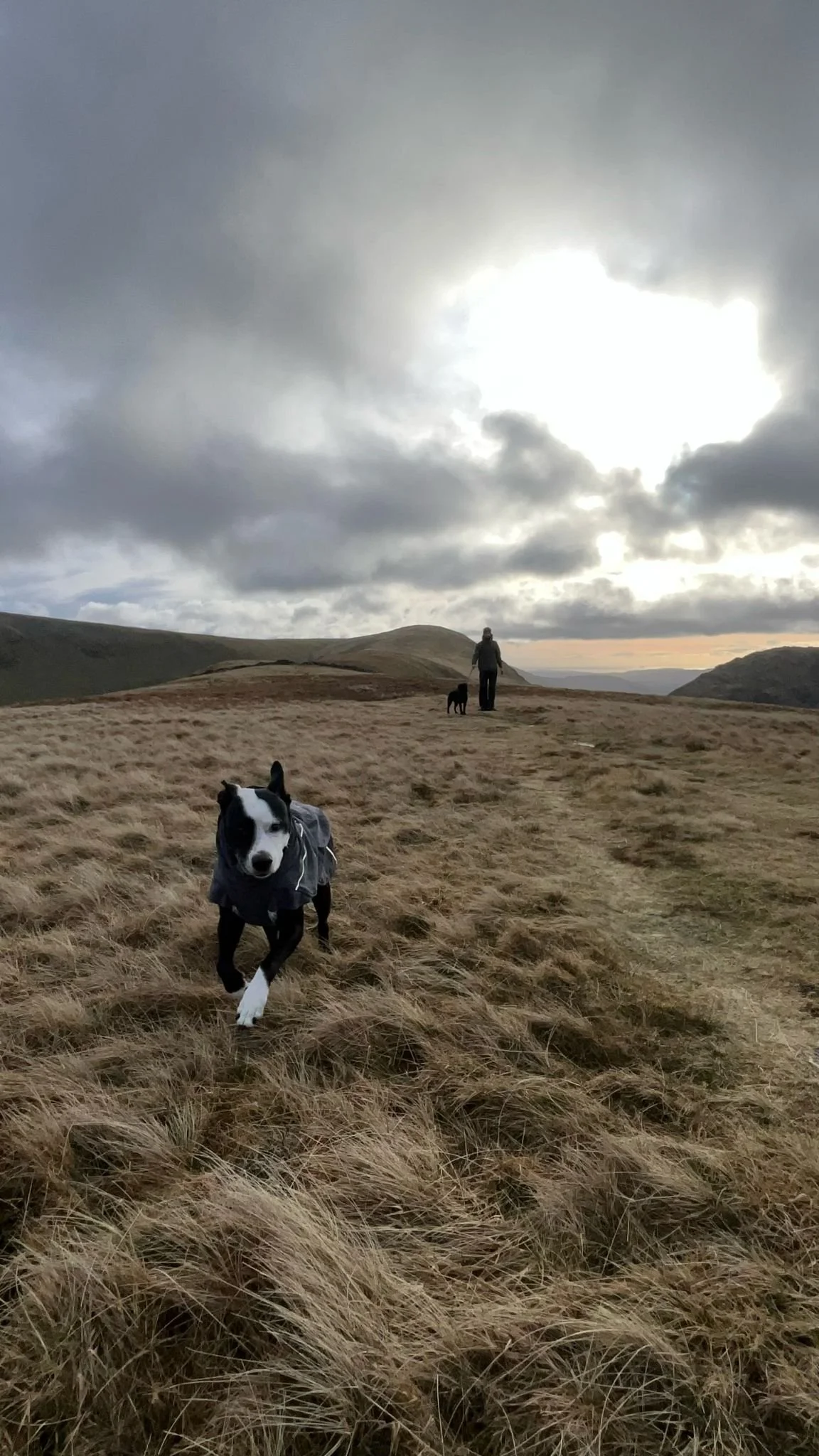 A black and white dog running through a grassy field with another person and two other dogs in the background under a cloudy sky.